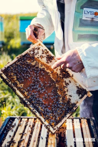 Pasieka Tosia Pszczelarstwo Gaś