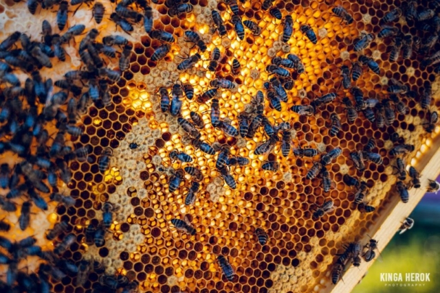 Pasieka Tosia Pszczelarstwo Gaś