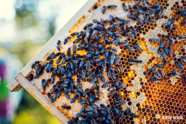 Pasieka Tosia Pszczelarstwo Gaś