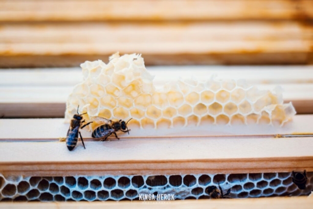 Pasieka Tosia Pszczelarstwo Gaś