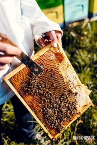 Pasieka Tosia Pszczelarstwo Gaś